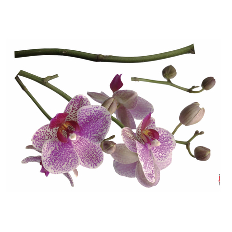 Fali Tetoválás - Orchidea - Méret 100 X 70 Cm