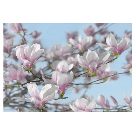 Fotó Háttérképek - Magnolia - Méret 368 X 254 Cm
