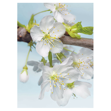 Fotó Háttérképek Gyapjú - Blossom - Méret 184 X 248 Cm