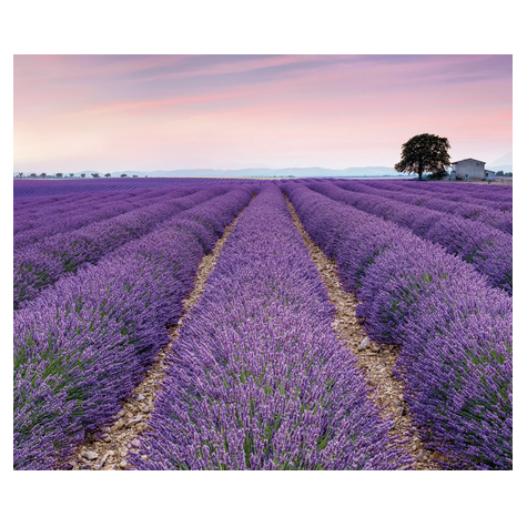 Fotó Háttérképek Gyapjú - Provence - Méret 300 X 250 Cm