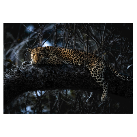 Fotó Háttérképek Gyapjú - Panthera - Mérete 400 X 280 Cm