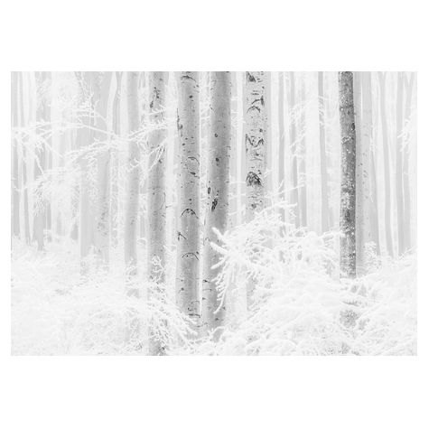 Fotó Háttérképek Gyapjú - Winter Wood - Méret 400 X 280 Cm