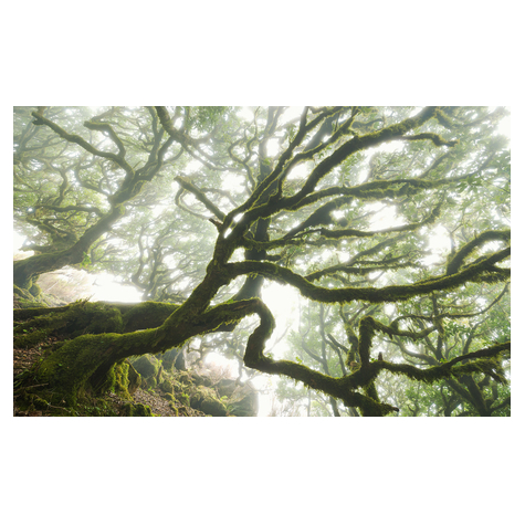 Fotó Háttérképek Gyapjú - Az Elfeledett Erdő - Méret 400 X 250 Cm