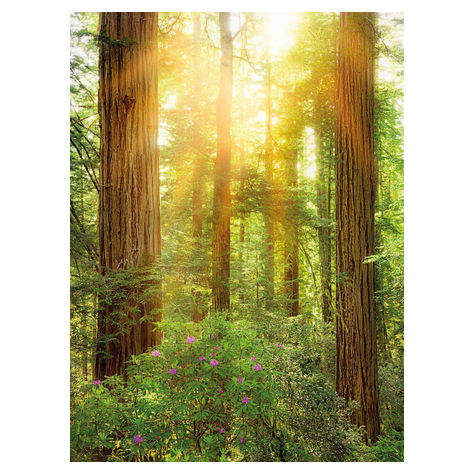 Fotó Háttérképek Gyapjú - Redwood - Méret 200 X 260 Cm