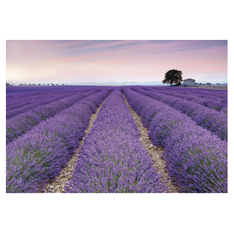 Fotó Háttérképek Gyapjú - Provence - Méret 400 X 260 Cm