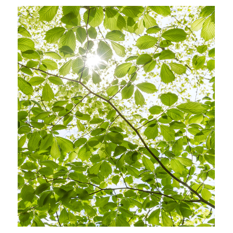 Fotó Háttérképek Gyapjú - Tavaszi Erdőben - Méret 250 X 280 Cm