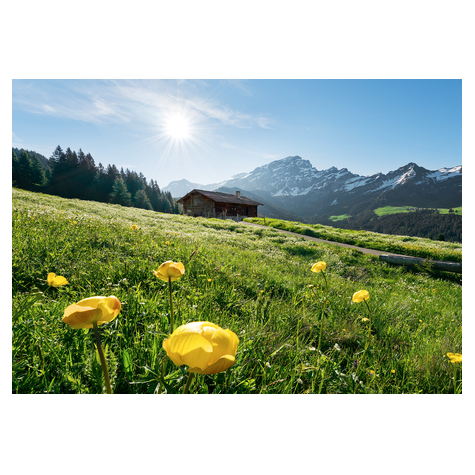 Fotó Háttérképek Gyapjú - Alpesi Boldogság - Méret 400 X 280 Cm