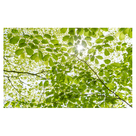 Fotó Háttérképek Gyapjú - Tavaszi Erdőben - Méret 450 X 280 Cm