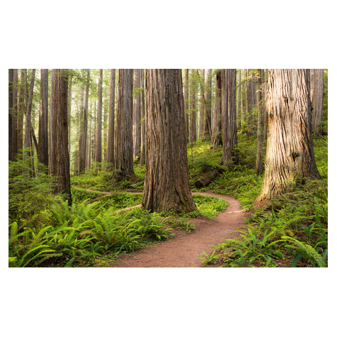 Fotó Háttérképek Gyapjú - Redwood Trail - Méret 450 X 280 Cm