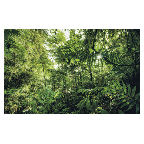 Fotó Háttérképek Gyapjú - Into The Jungle - Méret 400 X 250 Cm