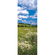 Fotó Háttérképek Gyapjú - Meadow - Méret 100 X 280 Cm