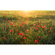 Fotó Háttérképek Gyapjú - Poppy World - Méret 450 X 280 Cm
