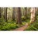 Fotó Háttérképek Gyapjú - Redwood Trail - Méret 450 X 280 Cm