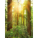 Fotó Háttérképek Gyapjú - Redwood - Méret 200 X 250 Cm